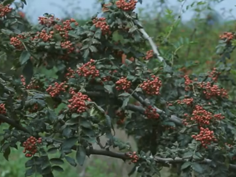 花椒采摘后的管理技術(shù)要點